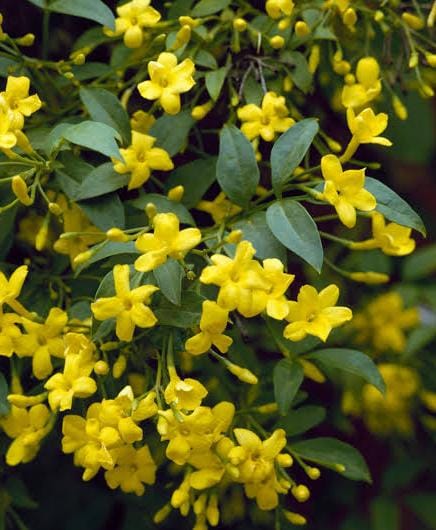 Italian Yellow Fragrant Jasmine / Jasminum Grandiflorum (Yellow)