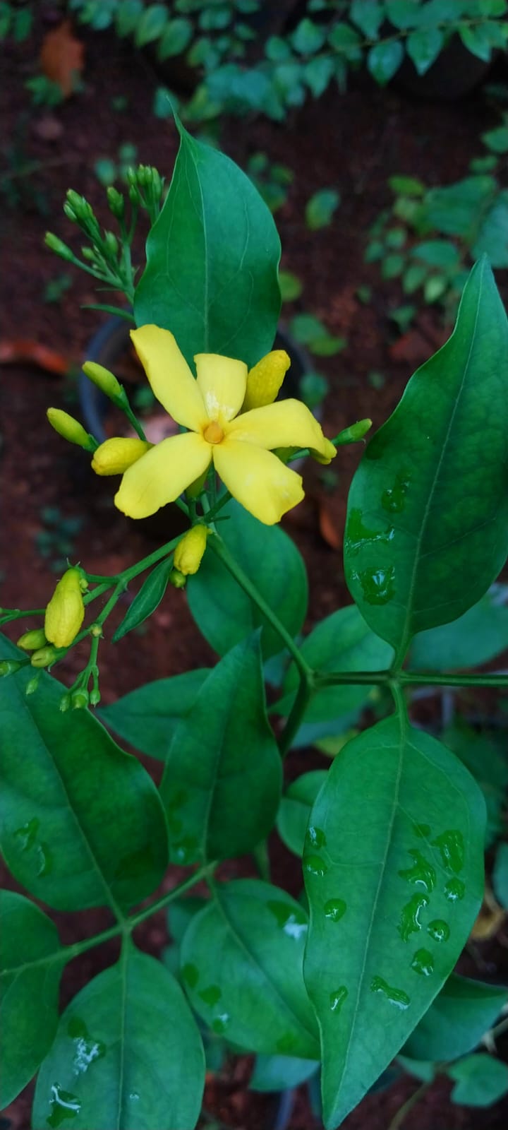 Italian Yellow Fragrant Jasmine / Jasminum Grandiflorum (Yellow)