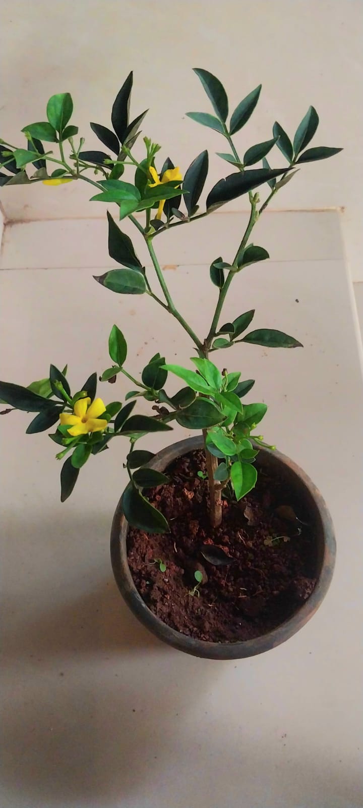 Italian Yellow Fragrant Jasmine / Jasminum Grandiflorum (Yellow)