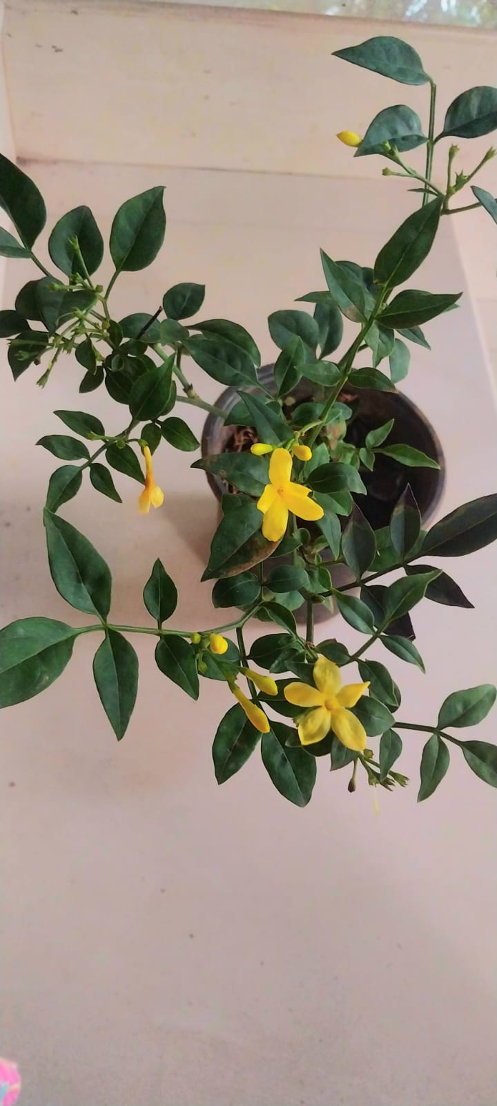 Italian Yellow Fragrant Jasmine / Jasminum Grandiflorum (Yellow)