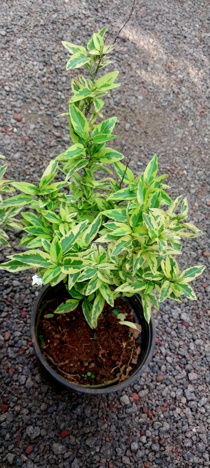 Solanum Jasminoides Aurea Variegata / Variegated Potato Vine