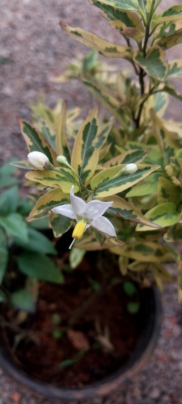 Solanum Jasminoides Aurea Variegata / Variegated Potato Vine