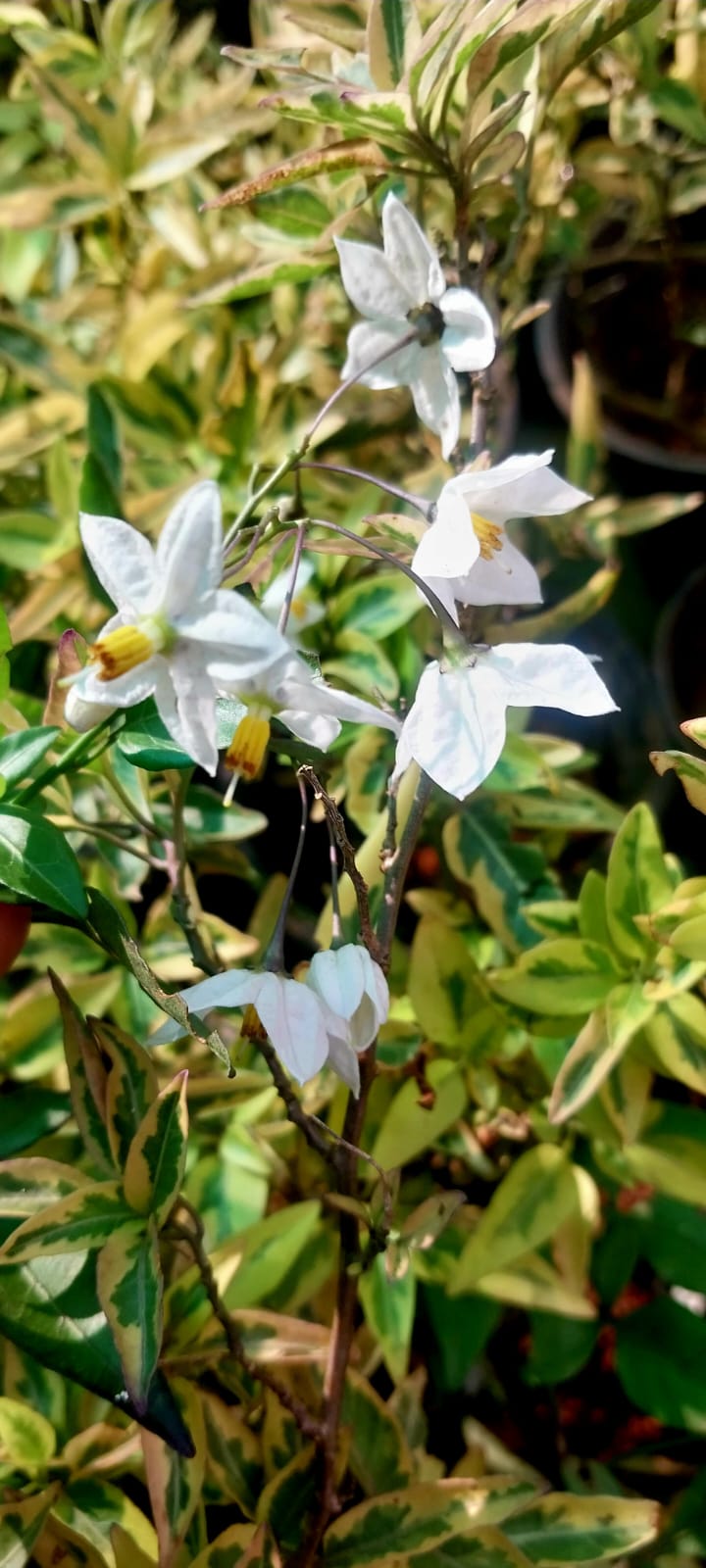 Solanum Jasminoides Aurea Variegata / Variegated Potato Vine