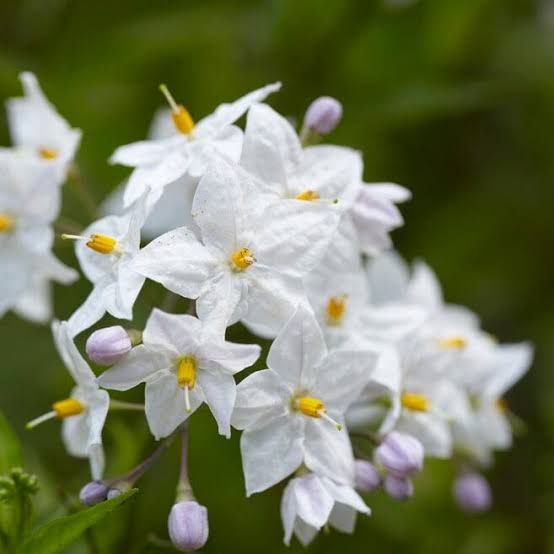 Solanum Jasminoides Aurea Variegata / Variegated Potato Vine
