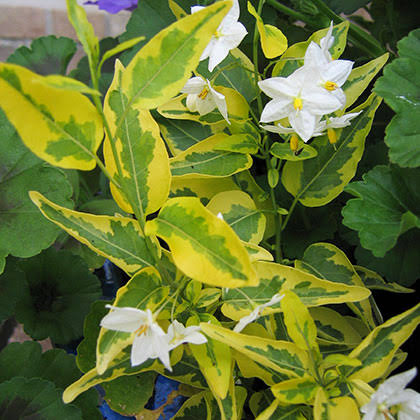 Solanum Jasminoides Aurea Variegata / Variegated Potato Vine