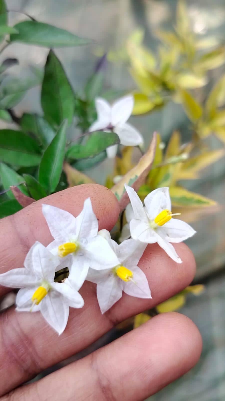 Solanum Jasminoides Aurea Variegata / Variegated Potato Vine