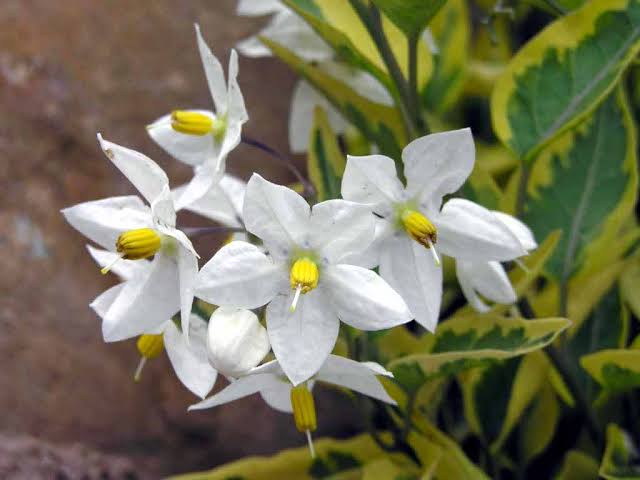Solanum Jasminoides Aurea Variegata / Variegated Potato Vine