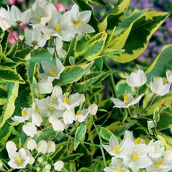 Solanum Jasminoides Aurea Variegata / Variegated Potato Vine
