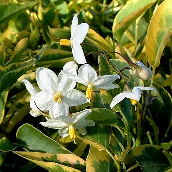 Solanum Jasminoides Aurea Variegata / Variegated Potato Vine