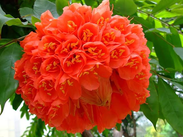 Brownea Coccinea (Layered) / Rose of Venezuela / Scarlet Flame Bean