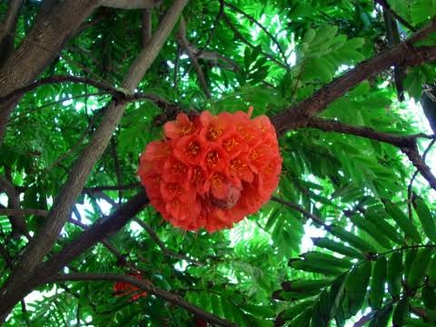 Brownea Coccinea (Layered) / Rose of Venezuela / Scarlet Flame Bean