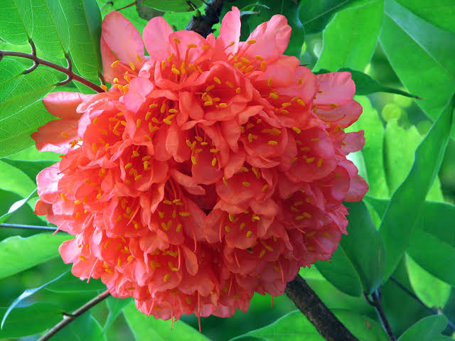 Brownea Coccinea (Layered) / Rose of Venezuela / Scarlet Flame Bean