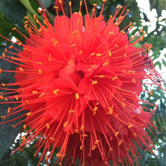 Brownea Coccinea (Layered) / Rose of Venezuela / Scarlet Flame Bean
