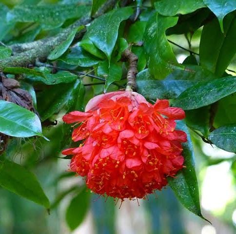Brownea Coccinea (Layered) / Rose of Venezuela / Scarlet Flame Bean