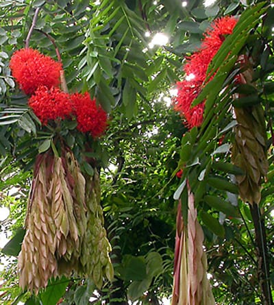 Brownea Coccinea (Layered) / Rose of Venezuela / Scarlet Flame Bean
