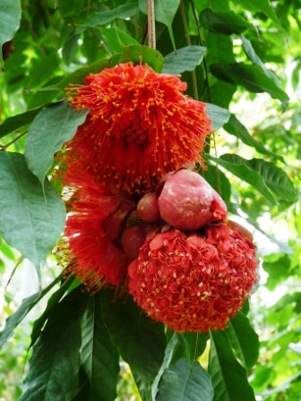 Brownea Coccinea (Layered) / Rose of Venezuela / Scarlet Flame Bean
