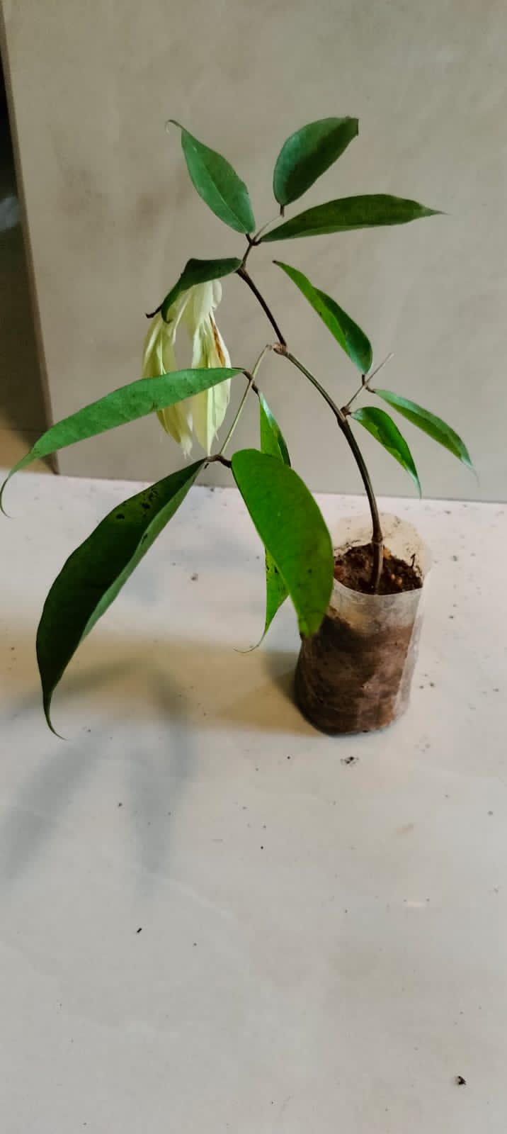Brownea Coccinea (Layered) / Rose of Venezuela / Scarlet Flame Bean