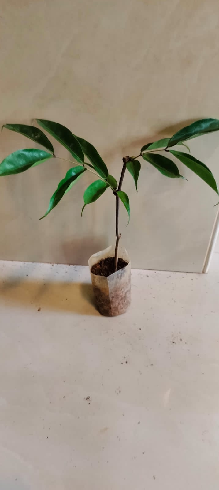 Brownea Coccinea (Layered) / Rose of Venezuela / Scarlet Flame Bean