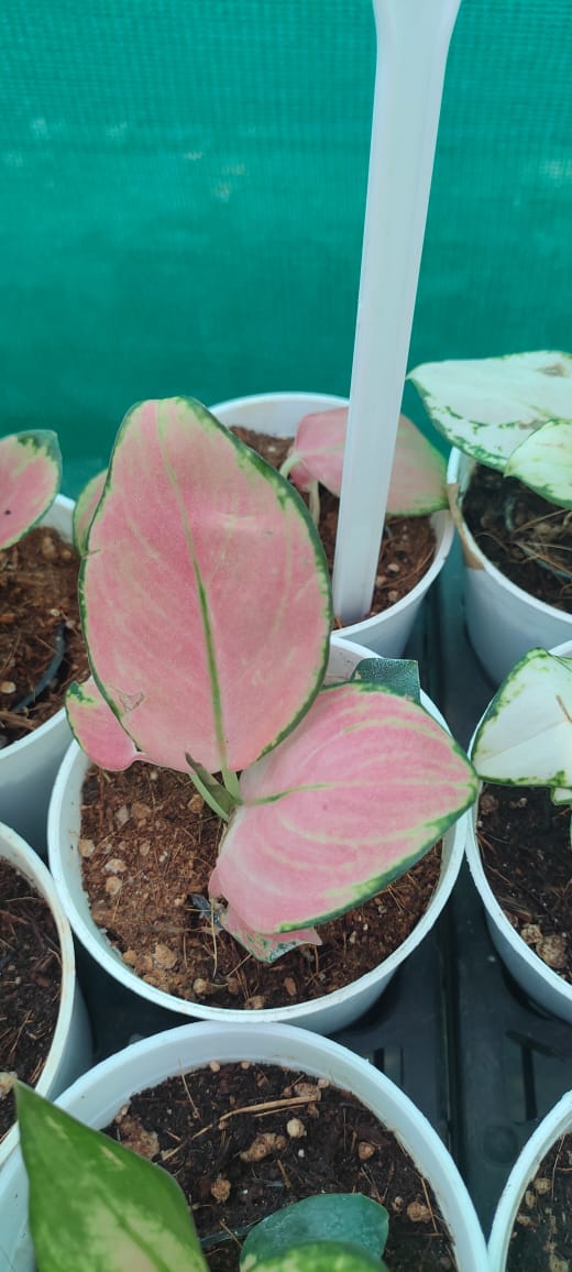 Aglaonema Thai Peach