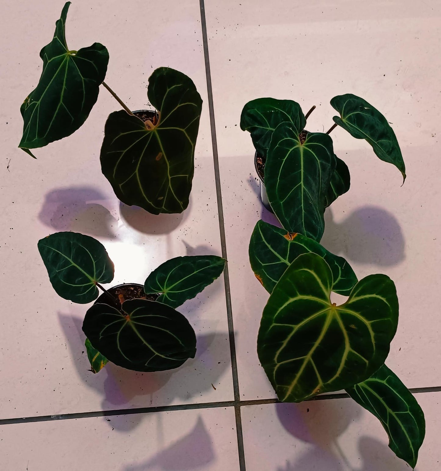 Anthurium Besseae AFF