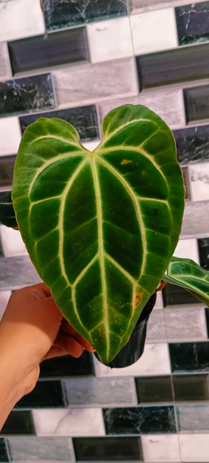 Anthurium Besseae AFF