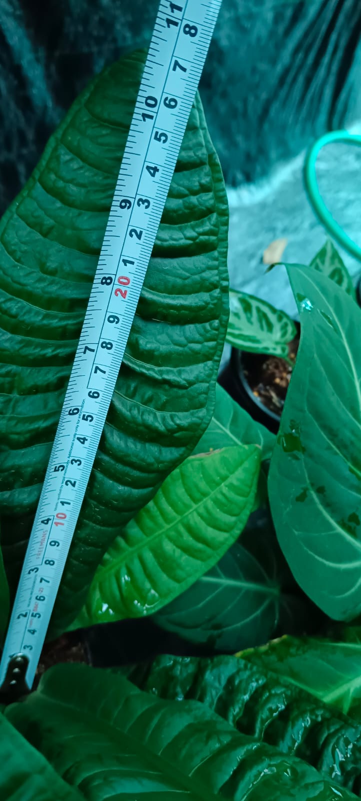 Anthurium Reflexinervium