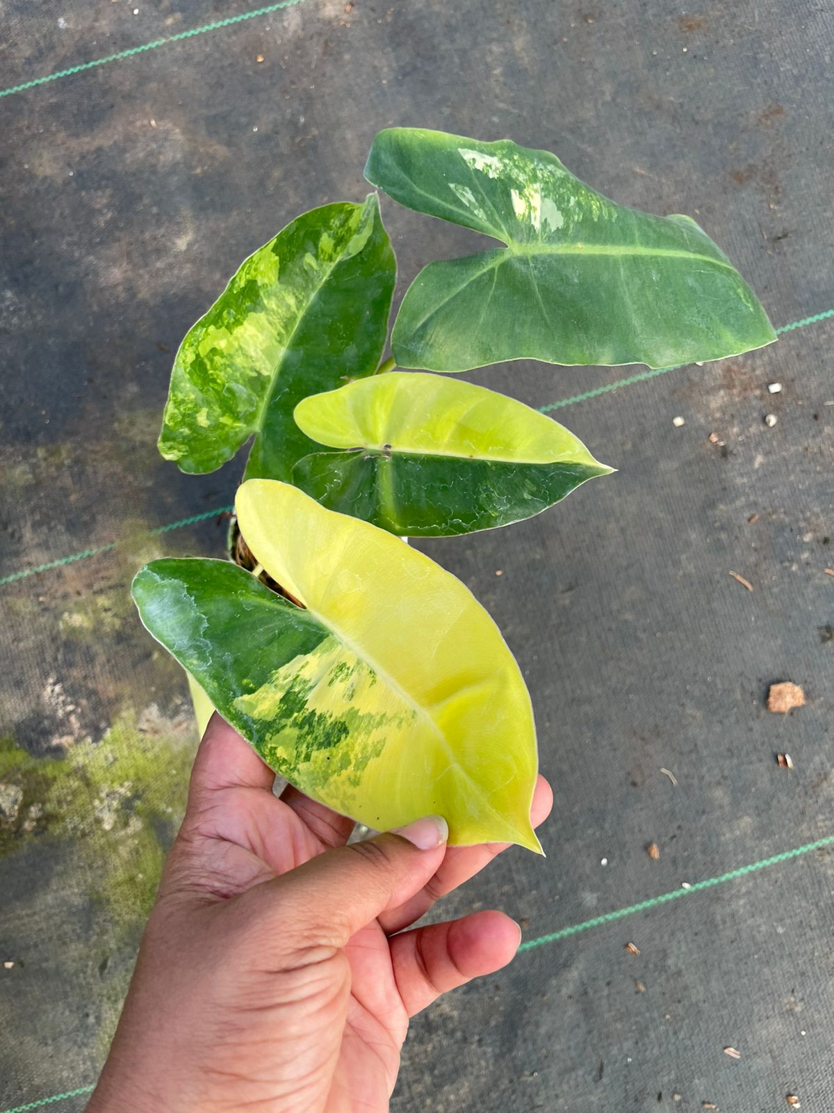 Philodendron Burle Marx Variegated