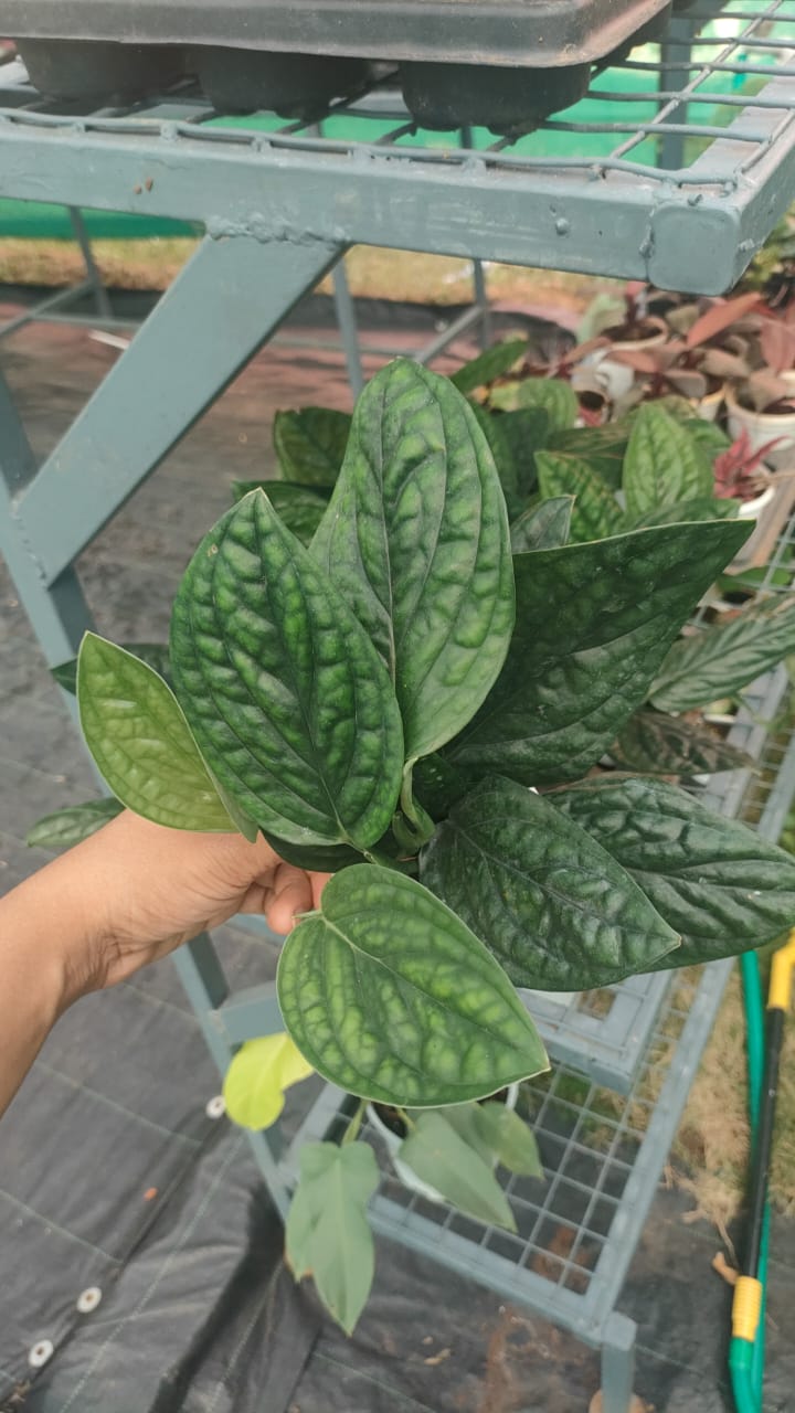 Monstera Peru