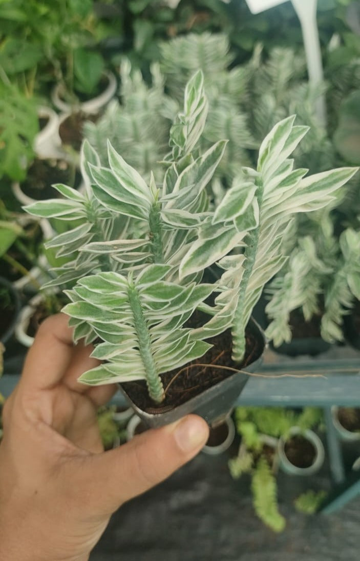 Devil's Back Bone Variegated