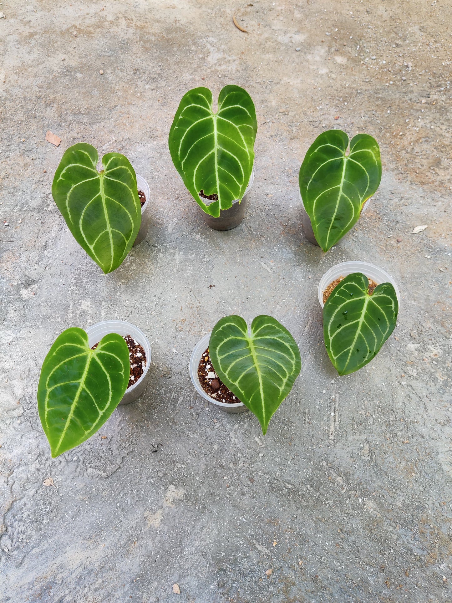 Anthurium Regale 'Matured'