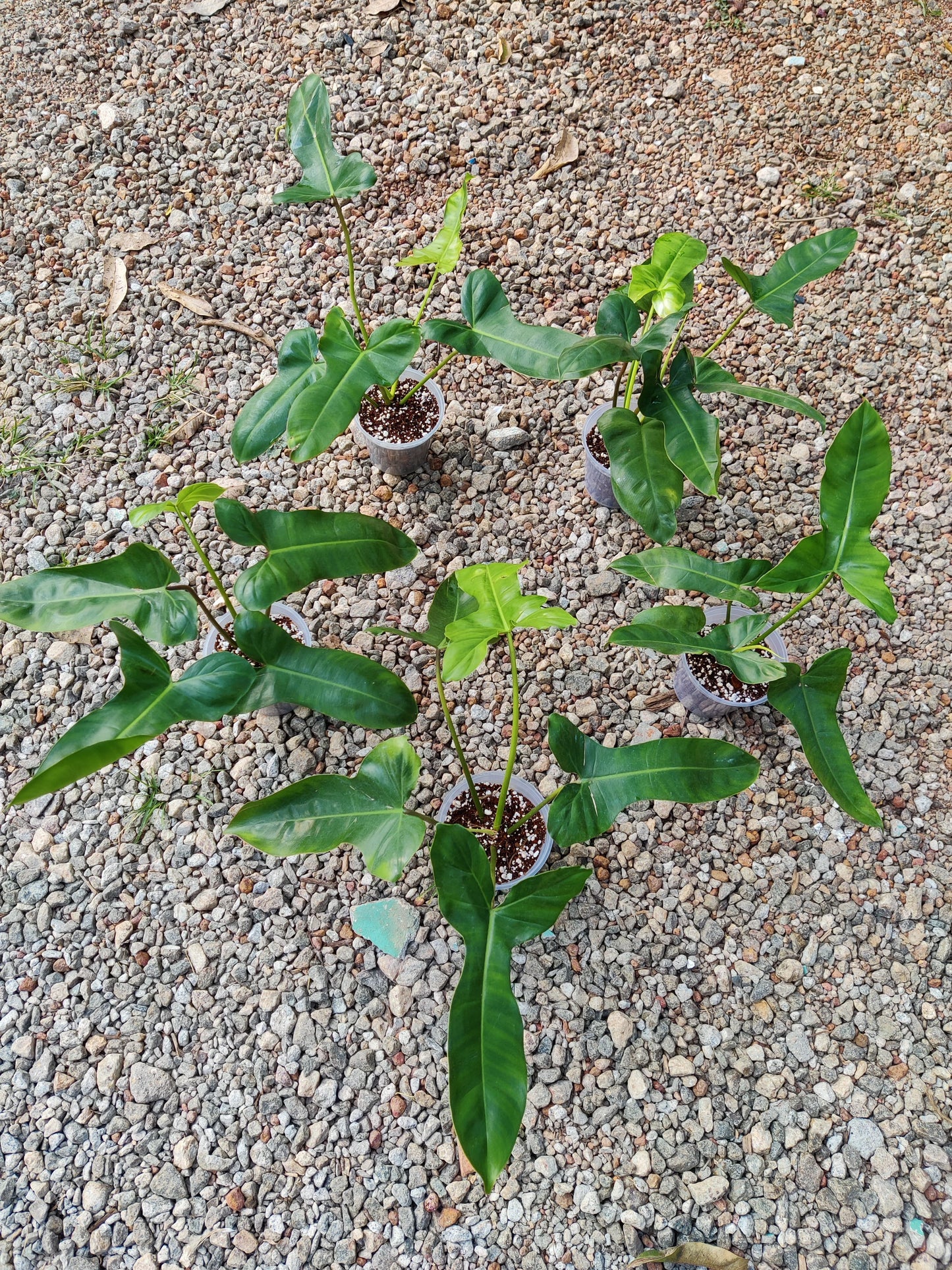 Philodendron Jennifer ( Billietiae × Florida )