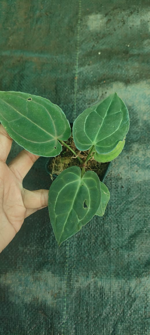 Anthurium Papillilaminum Hybrid