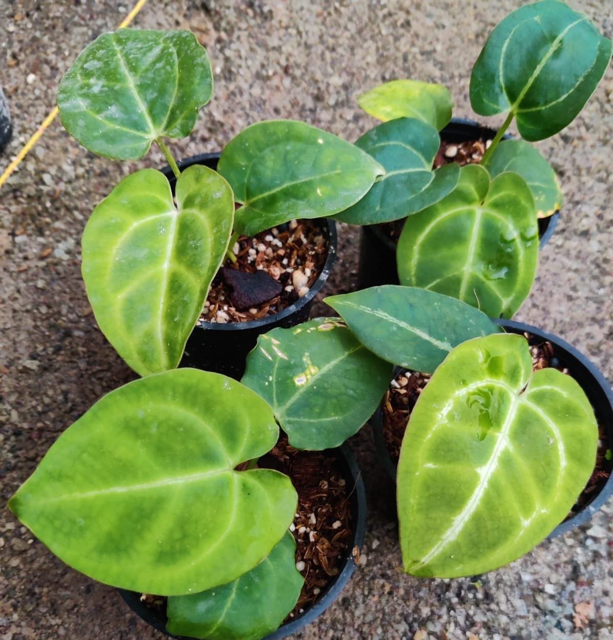 Anthurium Raven's Heart X Crystallinum