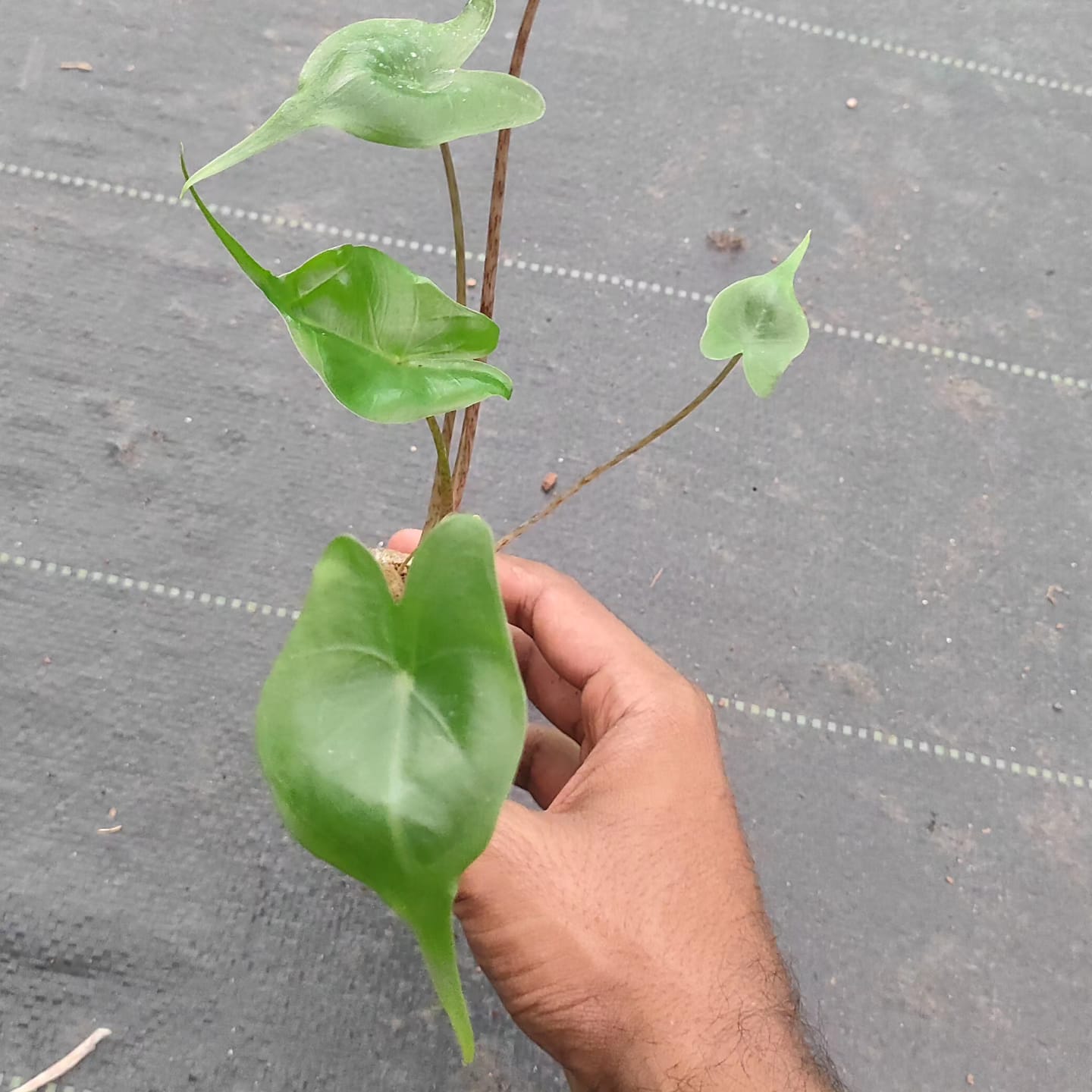 Alocasia Stingray