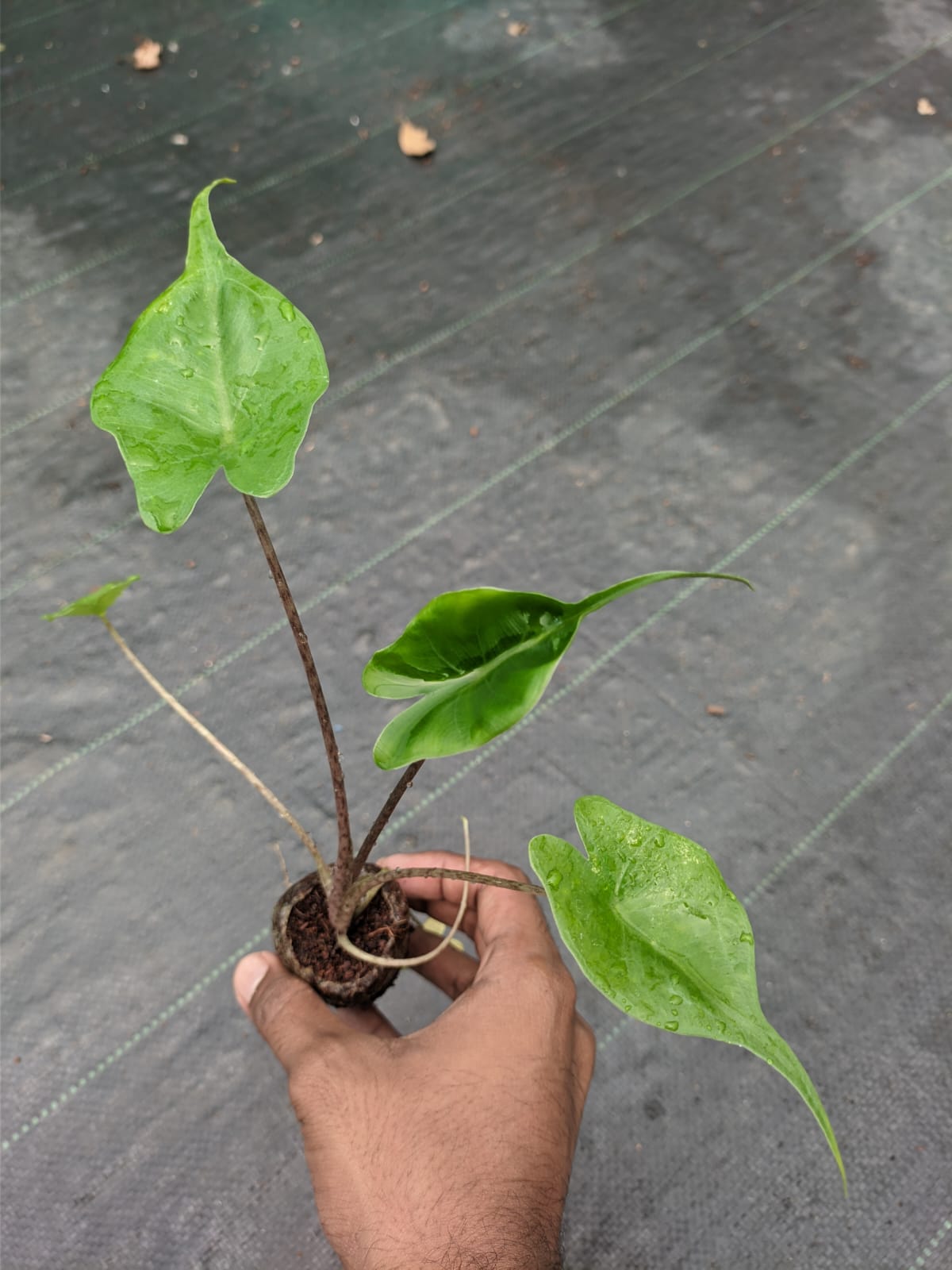 Alocasia Stingray