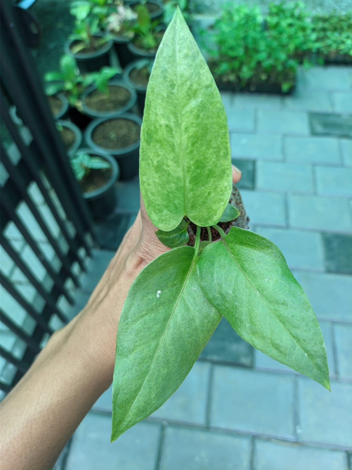 Anthurium Renaissance Variegated