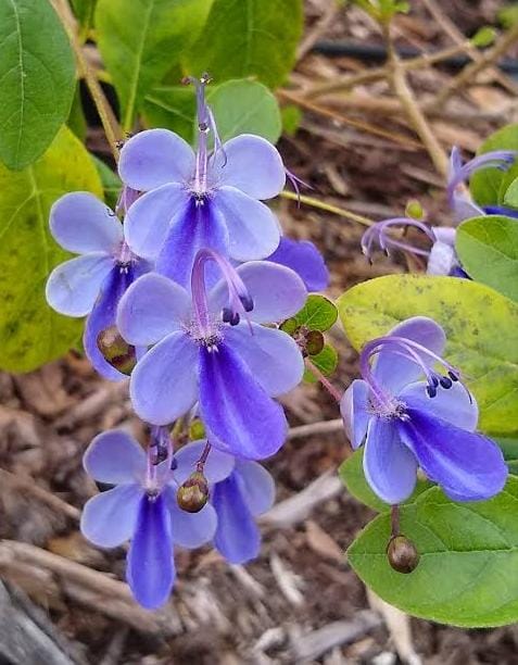 Blue Butterfly Bush, Blue Glorybower, Clerodendrum Ugandense