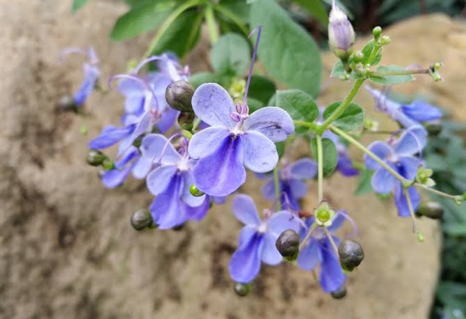 Blue Butterfly Bush, Blue Glorybower, Clerodendrum Ugandense