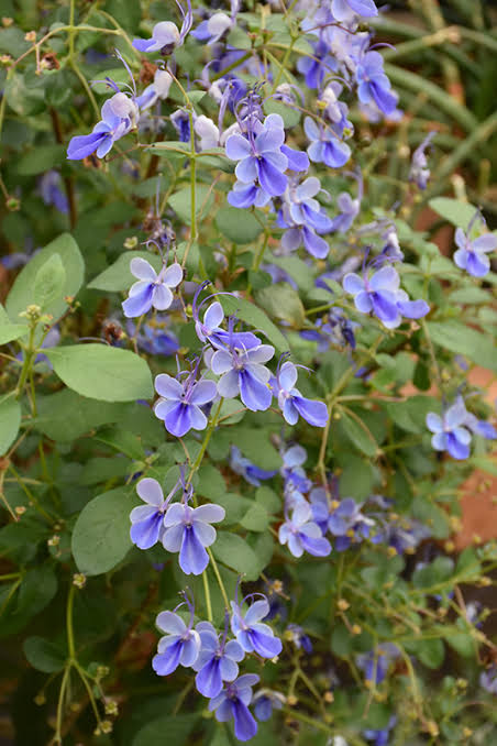 Blue Butterfly Bush, Blue Glorybower, Clerodendrum Ugandense