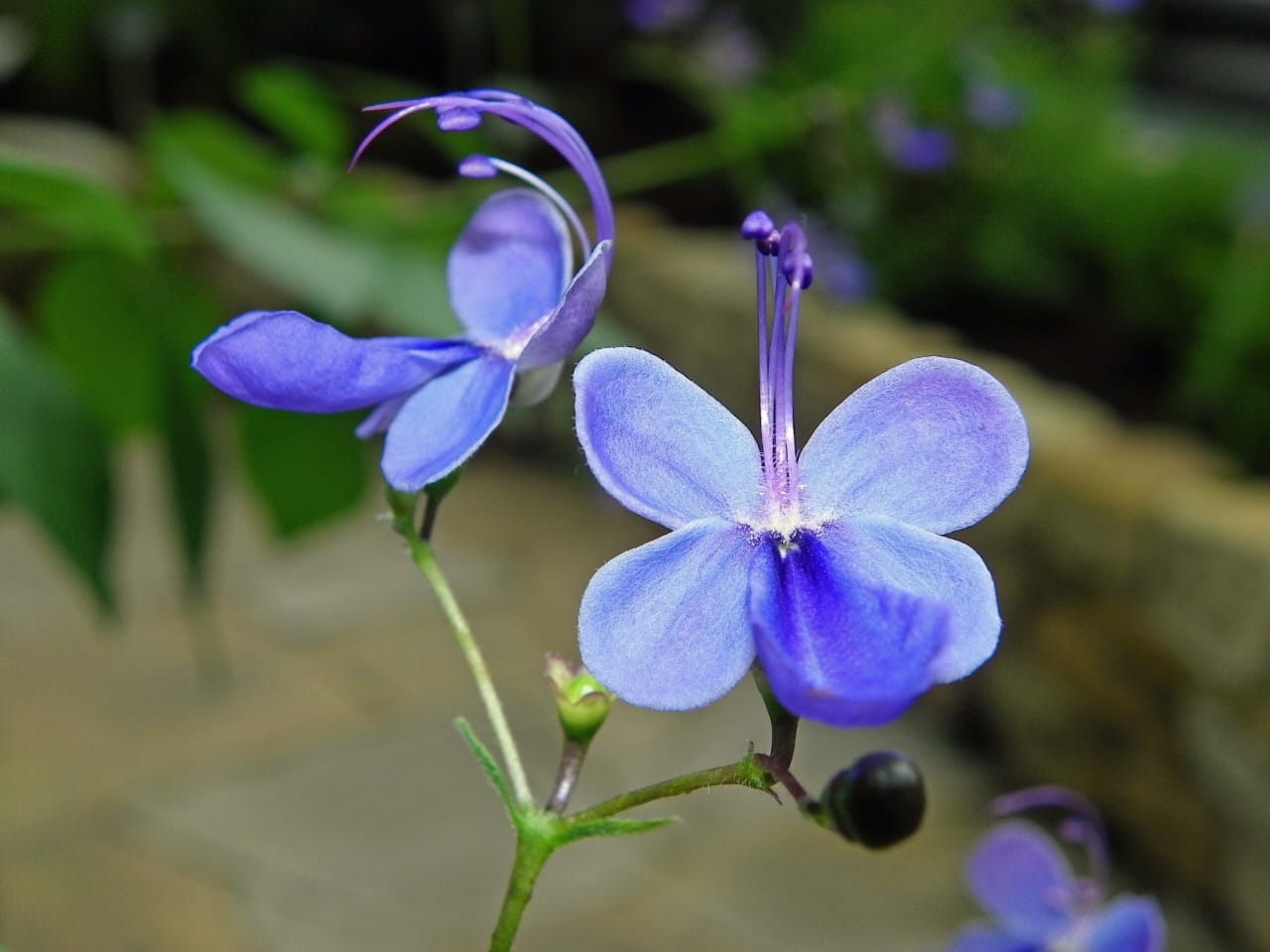 Blue Butterfly Bush, Blue Glorybower, Clerodendrum Ugandense