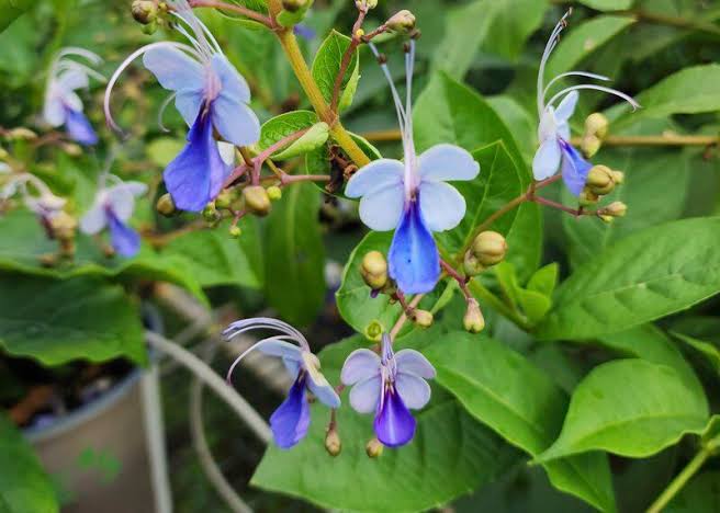 Blue Butterfly Bush, Blue Glorybower, Clerodendrum Ugandense