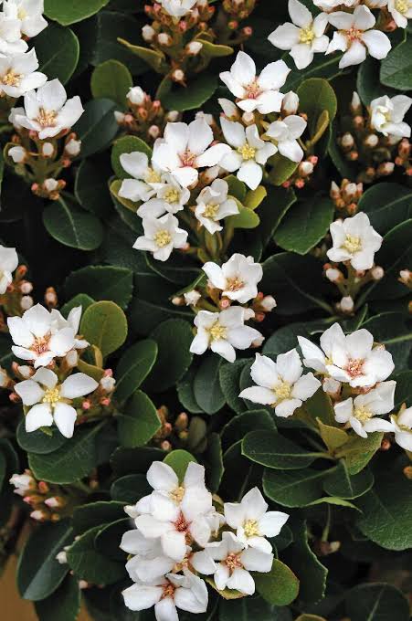 Rhaphiolepis Indica Snow Maiden/ Indian Hawthorn