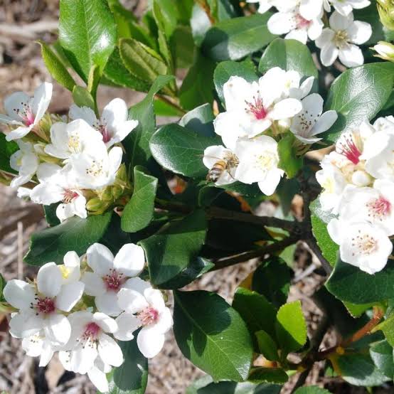 Rhaphiolepis Indica Snow Maiden/ Indian Hawthorn