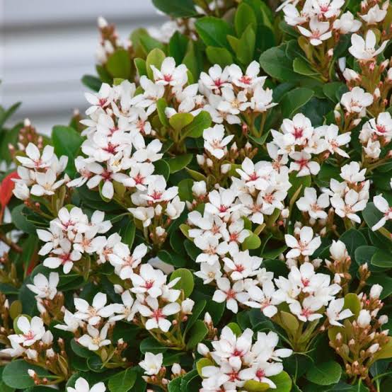 Rhaphiolepis Indica Snow Maiden/ Indian Hawthorn