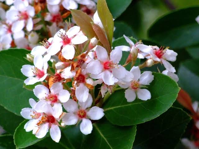 Rhaphiolepis Indica Snow Maiden/ Indian Hawthorn