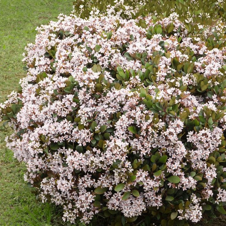 Rhaphiolepis Indica Snow Maiden/ Indian Hawthorn