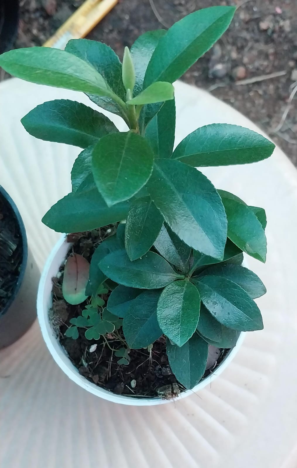 Rhaphiolepis Indica Snow Maiden/ Indian Hawthorn