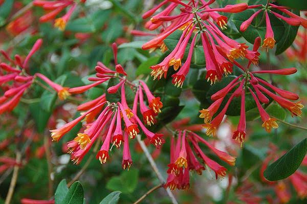 Lonicera Sempervirens/ Coral Honeysuckle/ Trumpet Honeysuckle