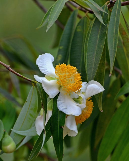 Mesua Ferrea