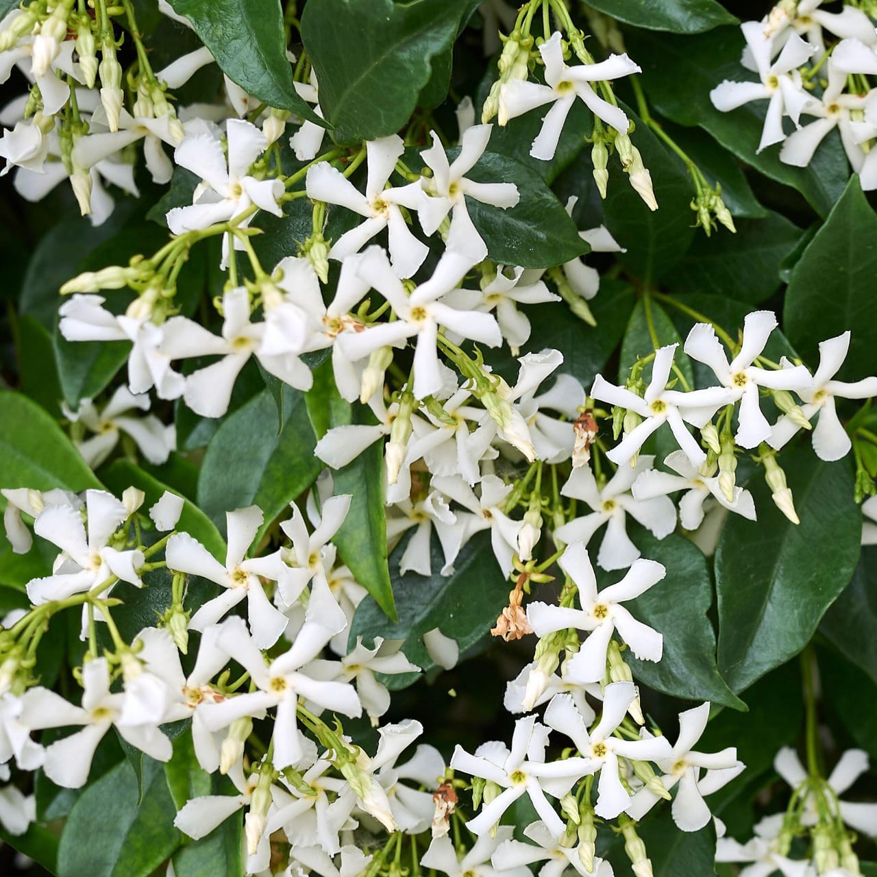 Trachelospermum Jasminoides/Star Jasmine /Confederate Jasmine